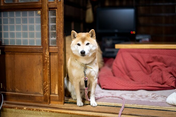 ドアの近く犬