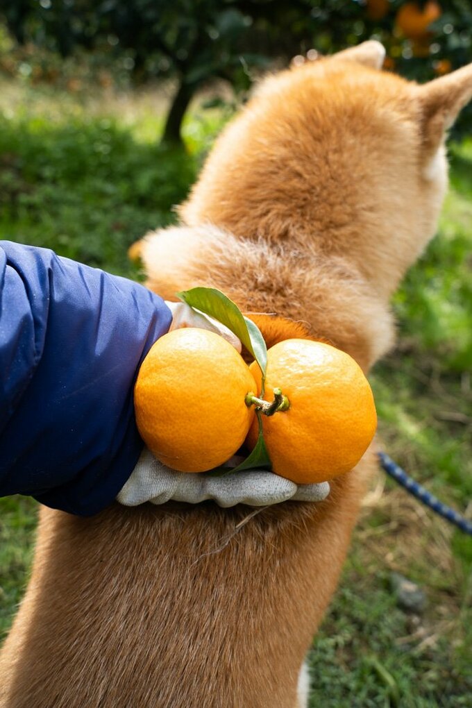 羽根のようなミカンと犬