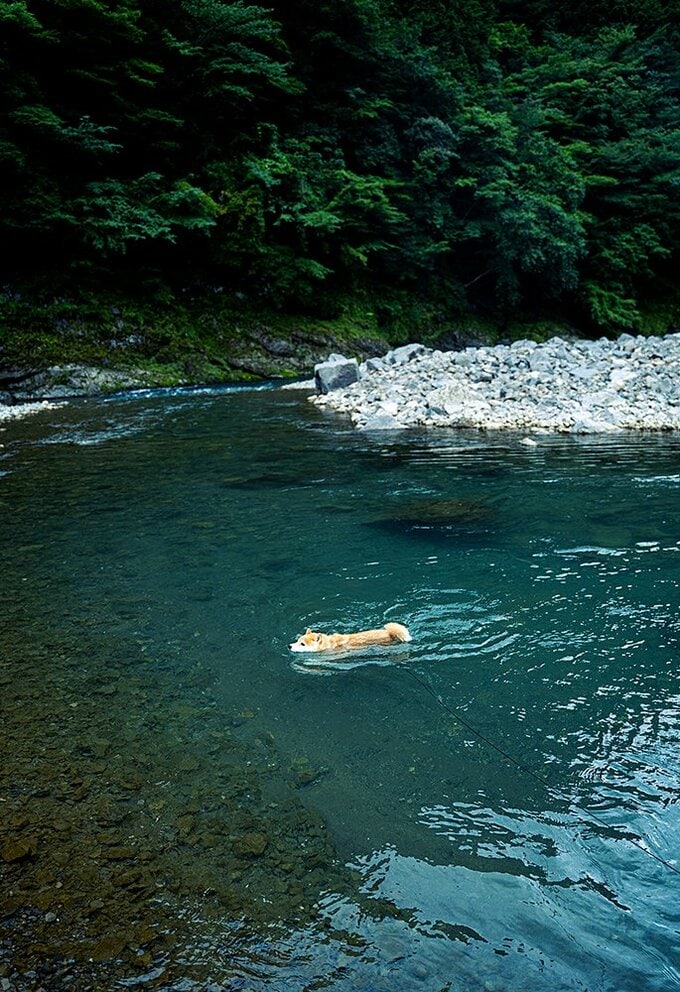 川に犬