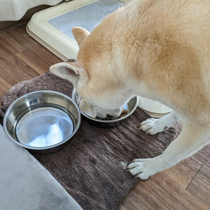 ごはんを食べるふうちゃん