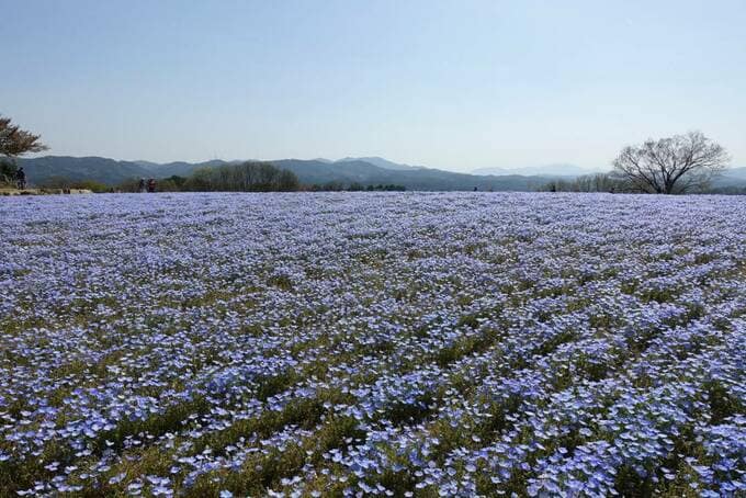 お花の風景