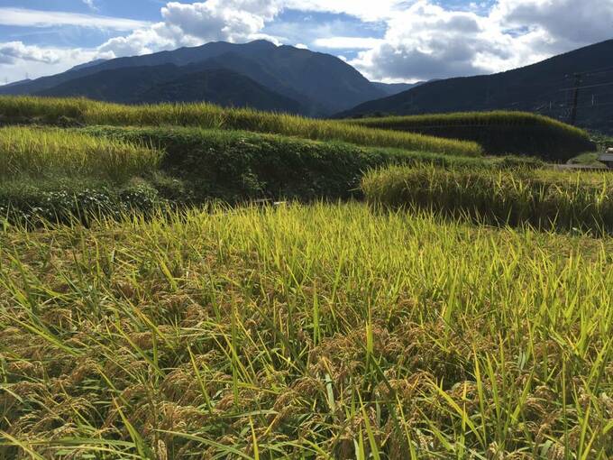 明日地球がなくなるとしたら間違いなく実家の炊きたてご飯を食べる