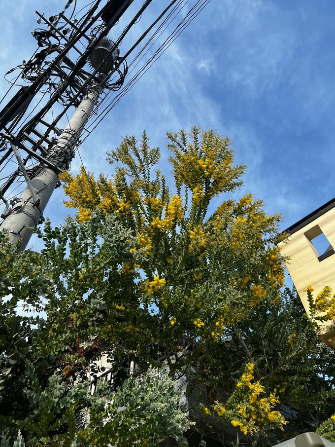 育ちまくったミモザ