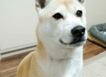 【保護犬マンガ】ぐるぐる、ビシッ！おやつの前ではなんでもするわんこ
