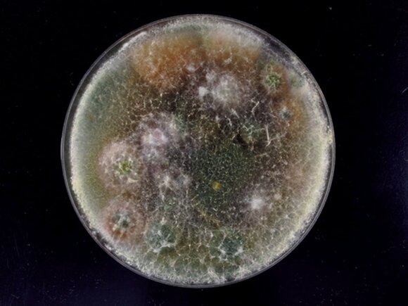 冷蔵庫野菜室カビ