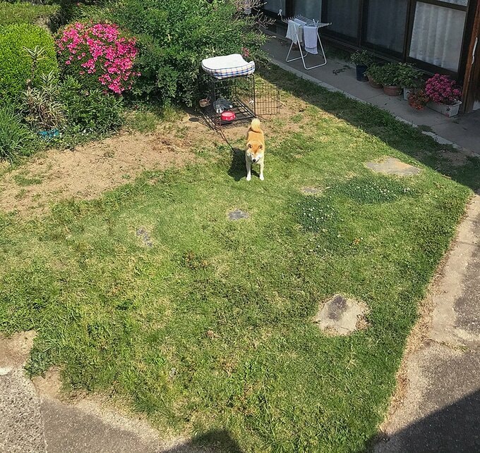 庭に犬