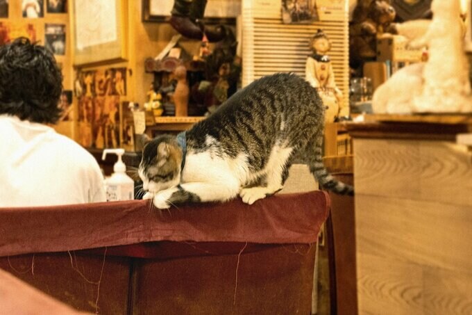 ソファーののぼる猫