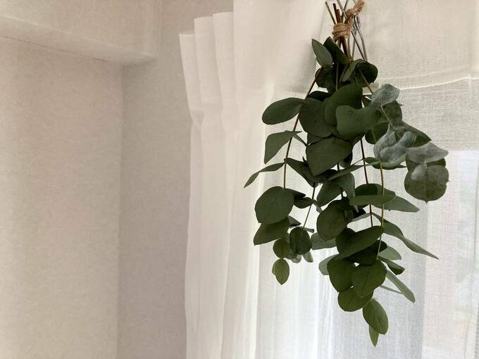 カーテンレールにひもでまとめてくくって、つって飾ってあるユーカリ