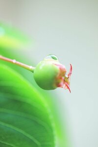 ひとつの水滴を撮るのもすてき