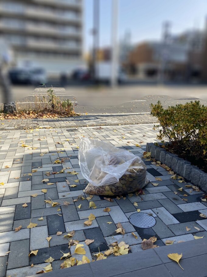 ビニール袋に落ち葉を入れる様子