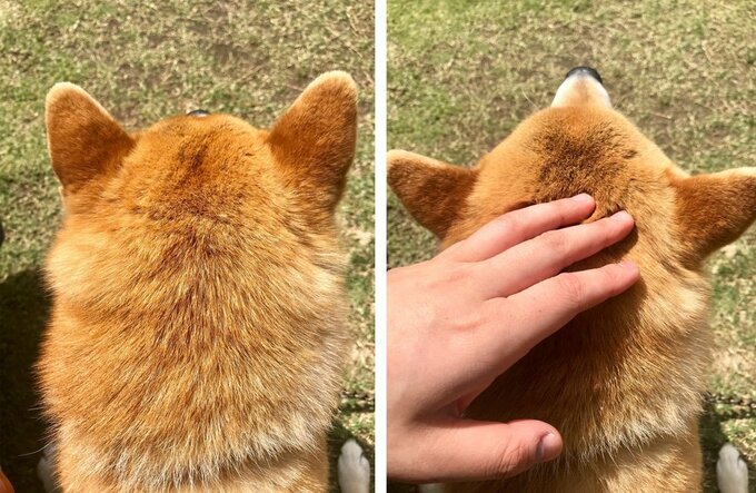 撫でられると耳を開く犬1