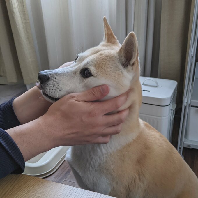 きょとんとする犬
