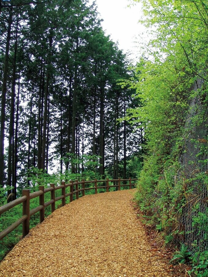 奥多摩・三頭山(標高1531m)は初心者OK。所要時間は約3時間30分