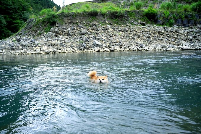川で泳ぐ犬