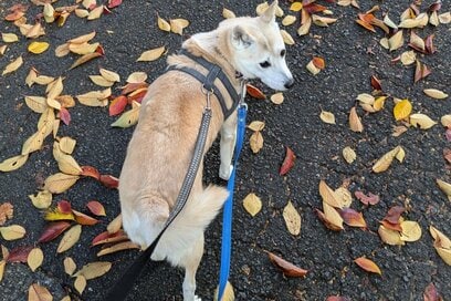 犬の目にはなに色に見えている？「キレイだね」と声をかけてハッとしたある日のこと