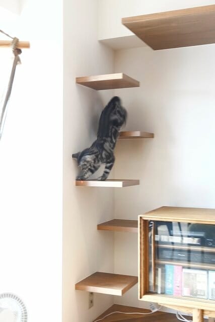 ミッドセンチュリー×キャットウォークで「子猫も遊べる」レトロモダン空間に!