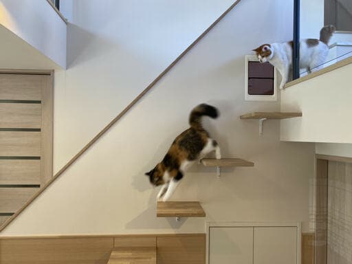キャットウォークとネコ