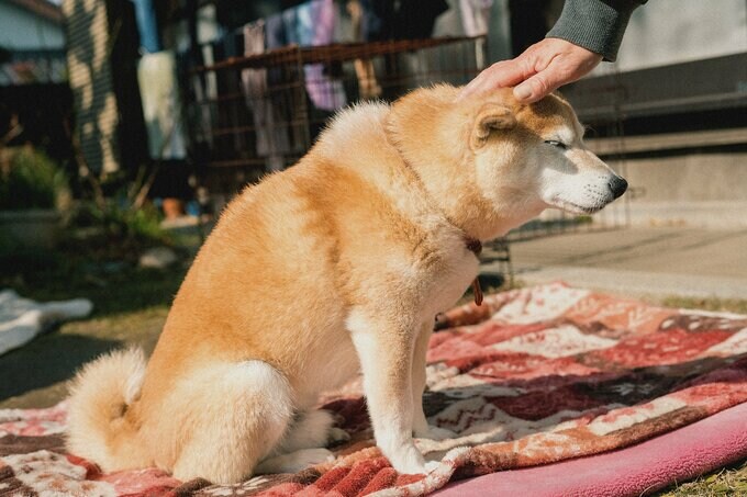 頭を撫でられている犬