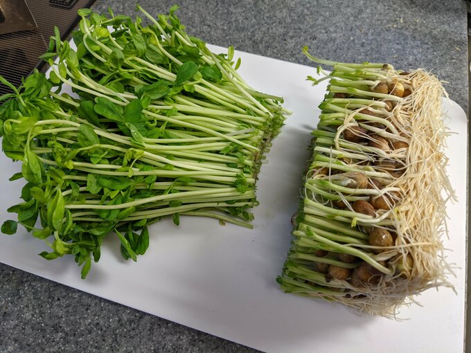 根本を切った豆苗