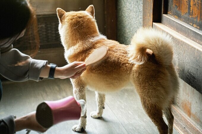 ブラッシングされる犬