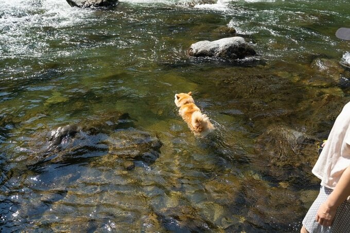 泳ぐ犬とそれを見る人