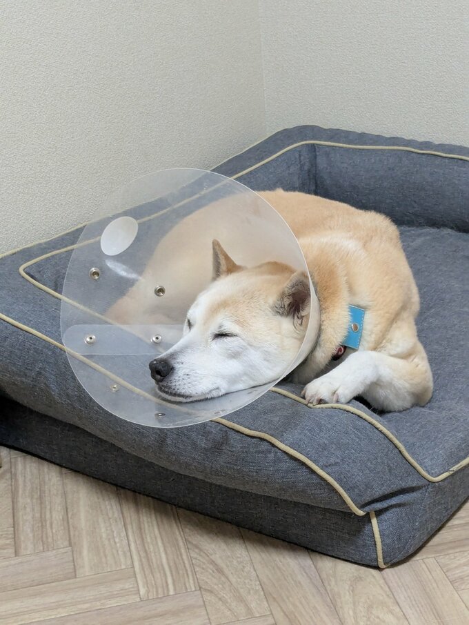 エリザベスカラー