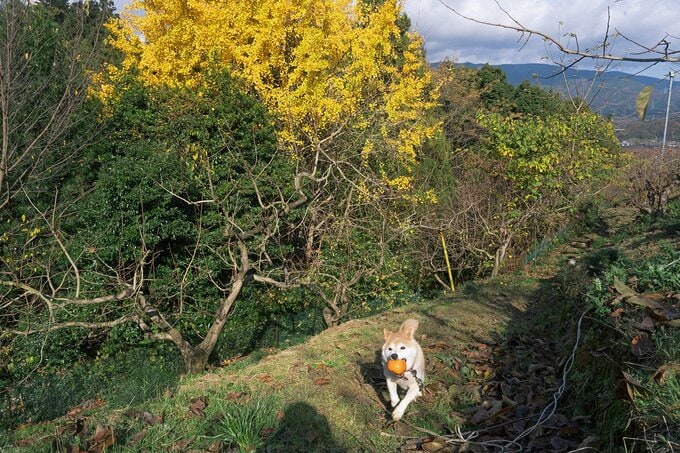 2022/12/01 柿畑にて