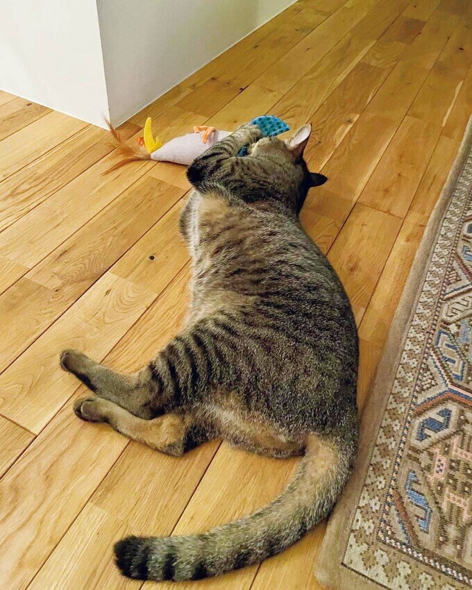 蹴りぐるみで遊ぶネコ