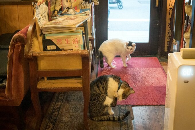 ネコ二匹