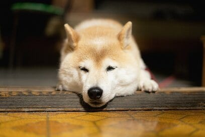 犬が吠えたある日の夜のこと。私以外が知っていた犬の二面性を垣間見る