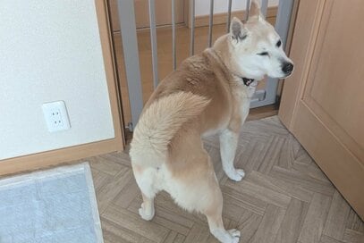 元保護犬に起きた「ある変化」。10年前では考えられなかった光景がそこには広がっていた…！