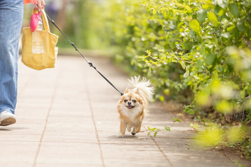 ペット禁止の管理規約があるマンション 隠れて飼っているのがバレたらどうなる Esseonline エッセ オンライン