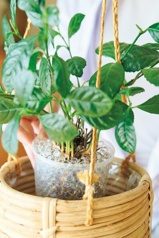 ゲル土を使用した観葉植物