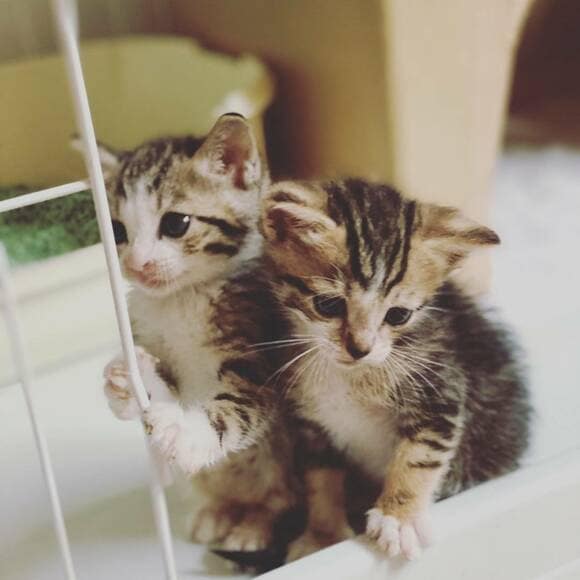 子猫2匹