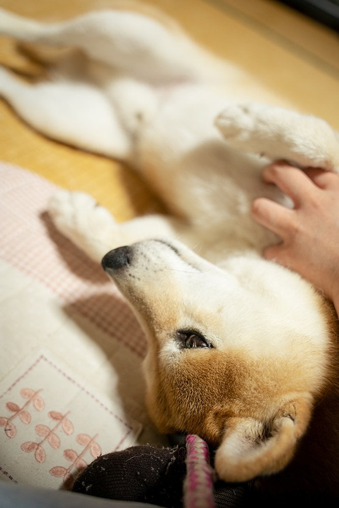 老若男女等しく吠えて、威嚇します