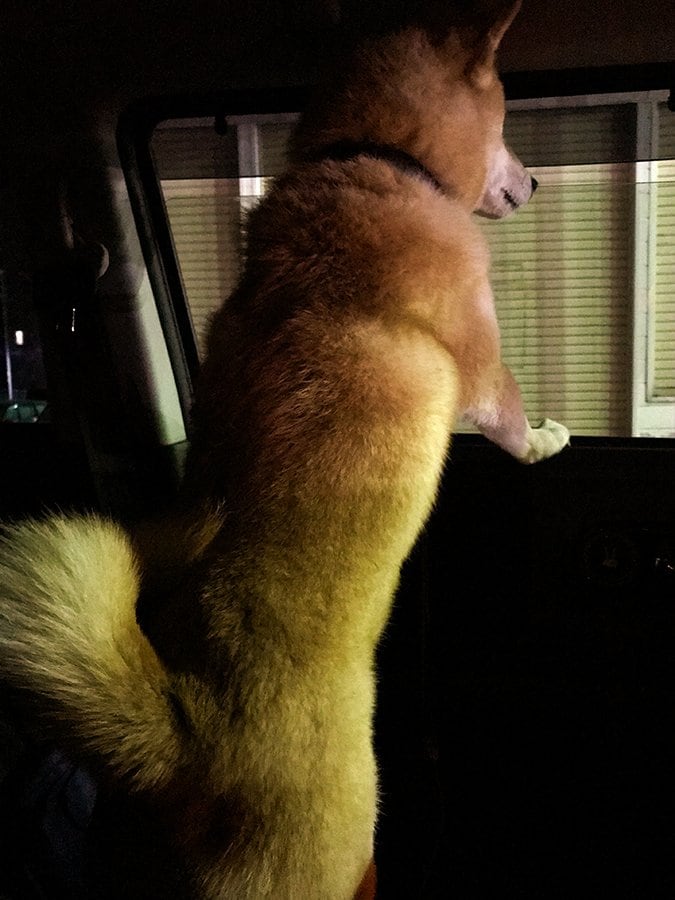 犬の表情がずっと明るい