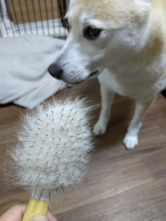 ふうちゃんと毛