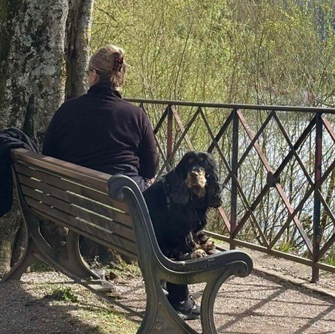 犬とベンチに座る女性の後ろ姿