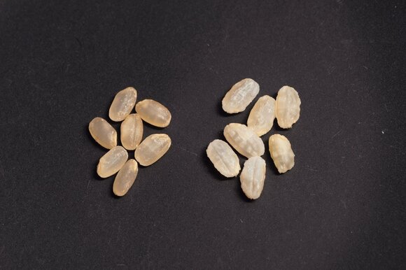 (左)一般的なとぎ方、(右)おいしいとぎ方