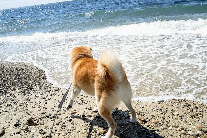 右手でリードをひしと握って犬と走った