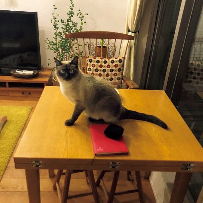 テーブルの上に座るシティ