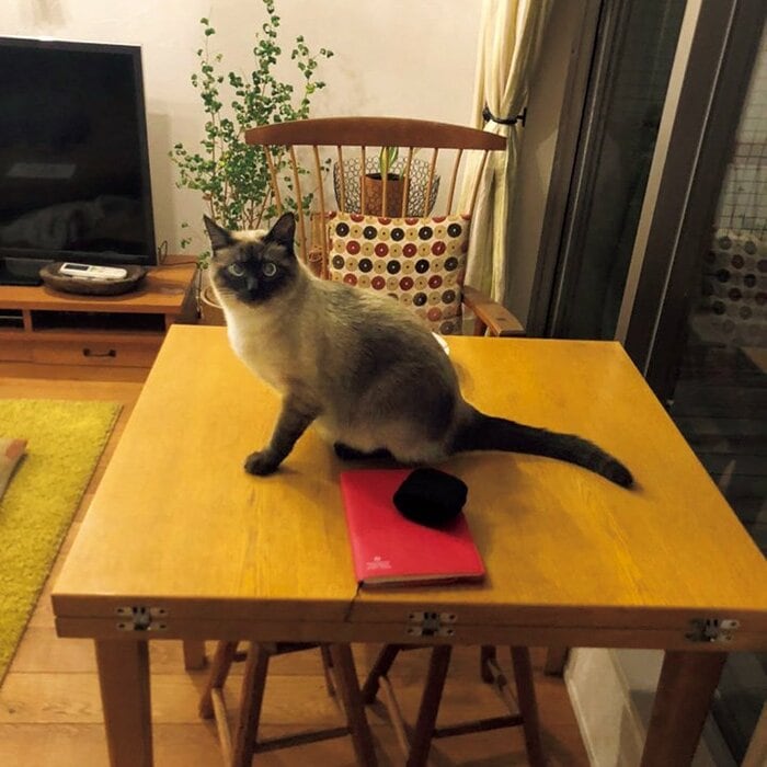 青木さやかさんのペットと暮らす家「2匹の猫を迎えて、娘がすごくお
