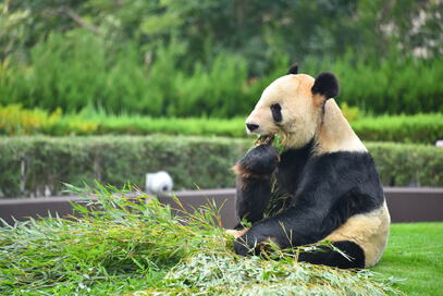日本最高齢のパンダ・永明のすごいこだわりとは？和歌山県アンテナショップのフェアにも注目