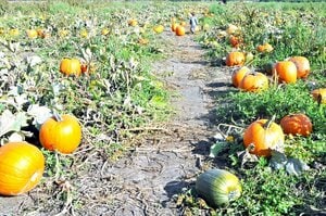 郊外ではパンプキン・パッチ＆コーン・メイズ