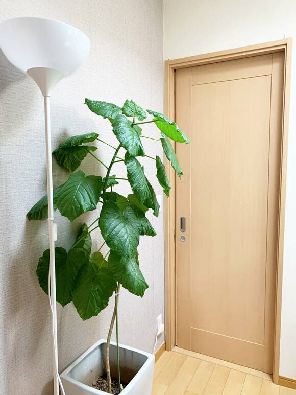 ドア近くに緑と電気