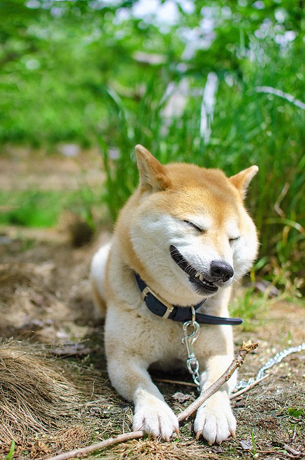 木は噛み心地がよいのだろう