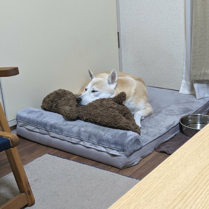 ぬいぐるみと寝るふうちゃん