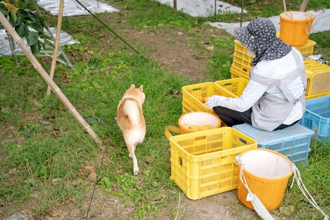 犬