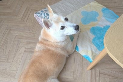 保護犬と過ごして約10年。お互い“白髪”は出てきたけれど変わらない大切なもの
