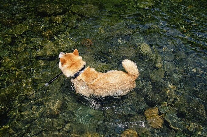折り返すときになめらかにくねる体